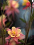 The garden of Sault - Sault Restaurant Daylesford