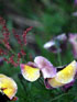 The garden of Sault - Sault Restaurant Daylesford