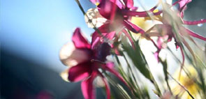The garden of Sault - Sault Restaurant Daylesford